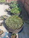 Fabric Raised Beds (Round)2.webp