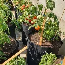 grow-bag-2.webp