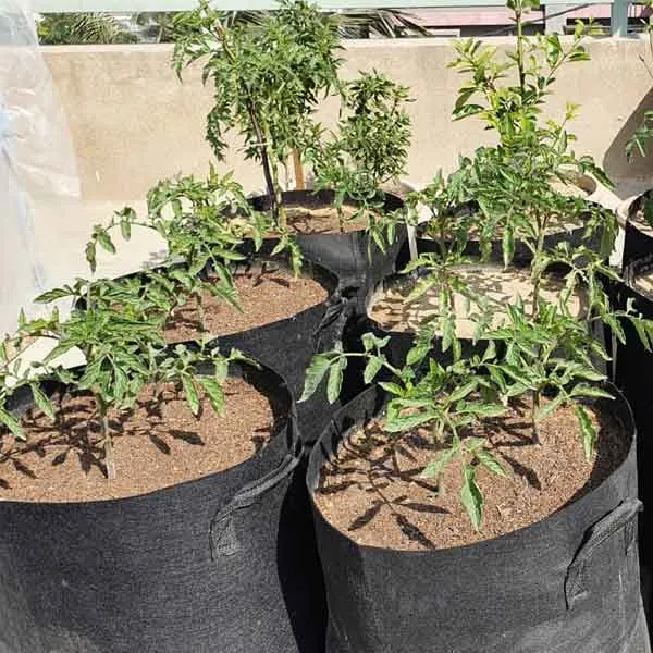 grow-bag1.webp