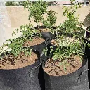 grow-bag1.webp