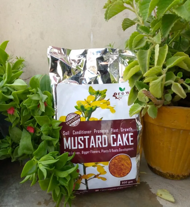 Mustard Cake